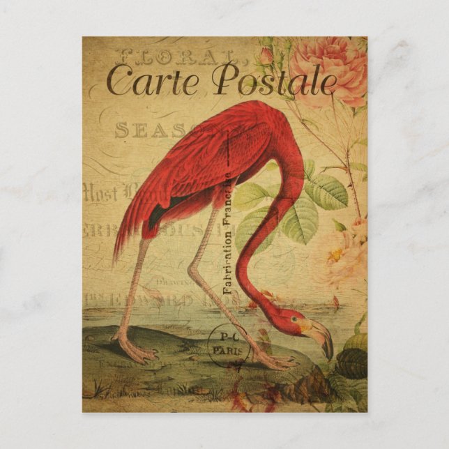 Postal Flamingo de estilo vintage Cartué francesa postale (Anverso)