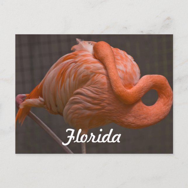 Postal Flamingo de Florida (Anverso)