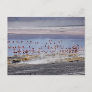 Postal Flamingo de James, Phoenicoparrus jamesi