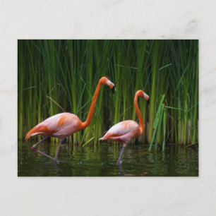 POSTAL FLAMINGO DE ROPA