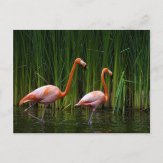 POSTAL FLAMINGO DE ROPA