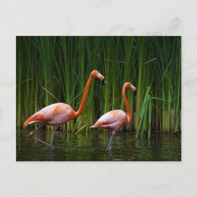POSTAL FLAMINGO DE ROPA (Anverso)