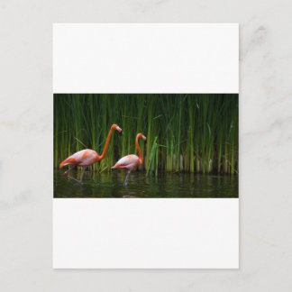 POSTAL FLAMINGO DE ROPA
