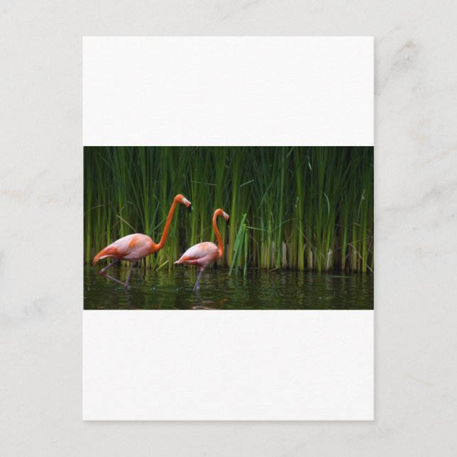 POSTAL FLAMINGO DE ROPA (Anverso)