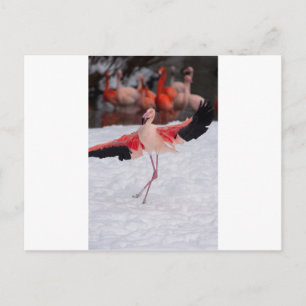 Postal Flamingo divertido bailando el flamenco