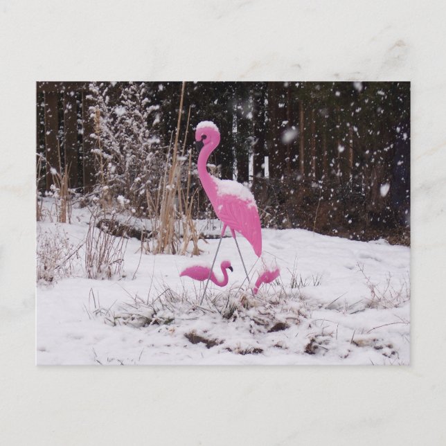 Postal Flamingo en la nieve (Anverso)