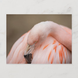 Postal Flamingo en reposo