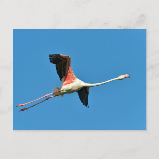 Postal Flamingo en vuelo (Anverso)