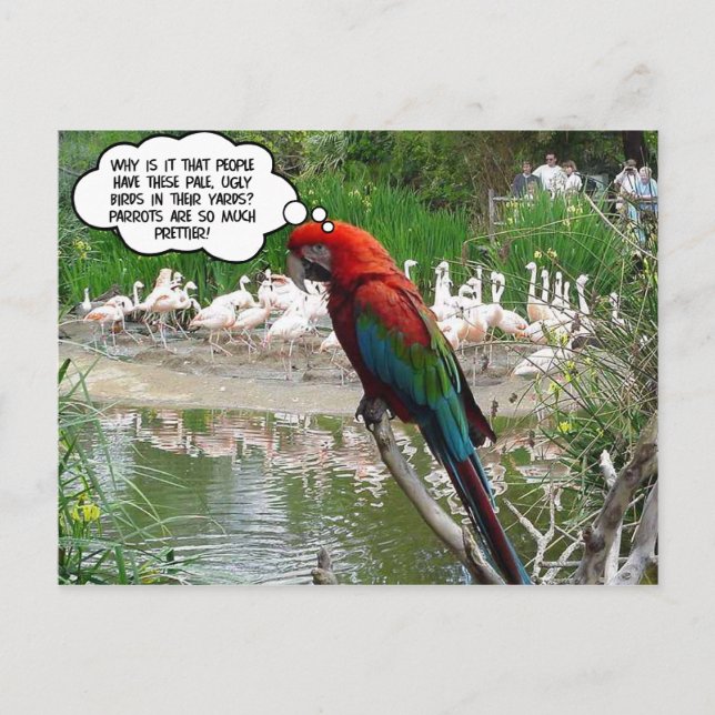 Postal Flamingo Envy (Anverso)