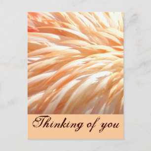 Postal Flamingo feathers_