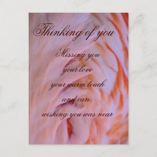 Postal Flamingo feathers_