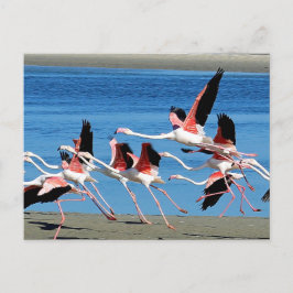 Postal Flamingo Flight Pink Flight Wildlife Photo