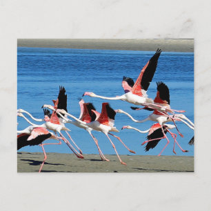 Postal Flamingo Flight Pink Flight Wildlife Photo