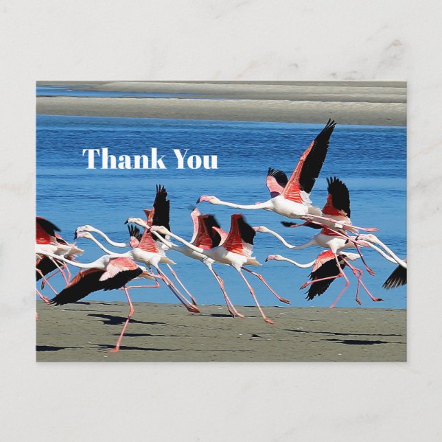 Postal Flamingo Flight Pink Flight Willife Photo (Anverso)