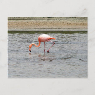 Postal Flamingo, Isla Seymour, Galápagos