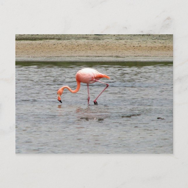 Postal Flamingo, Isla Seymour, Galápagos (Anverso)