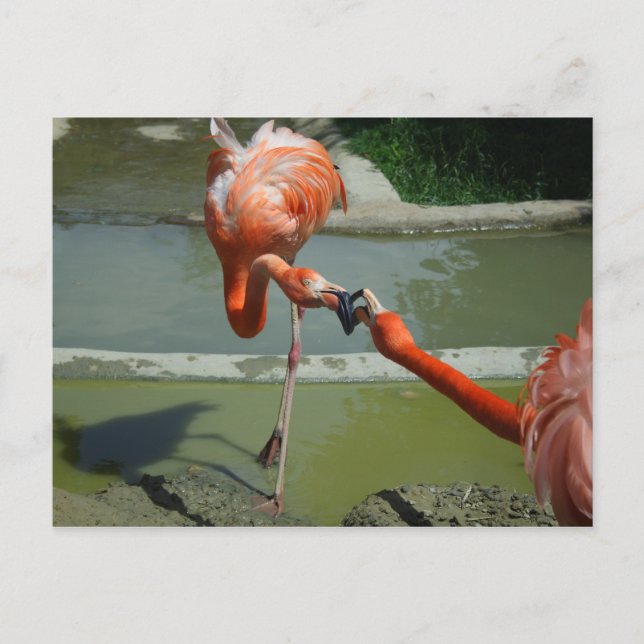 Postal Flamingo Kiss (Anverso)