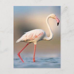 Postal Flamingo Mayor Bonito