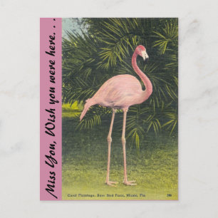 Postal Flamingo, Miami, Florida