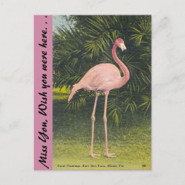 Postal Flamingo, Miami, Florida