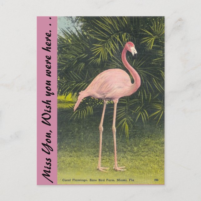 Postal Flamingo, Miami, Florida (Anverso)