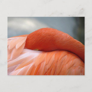 Postal Flamingo Napping