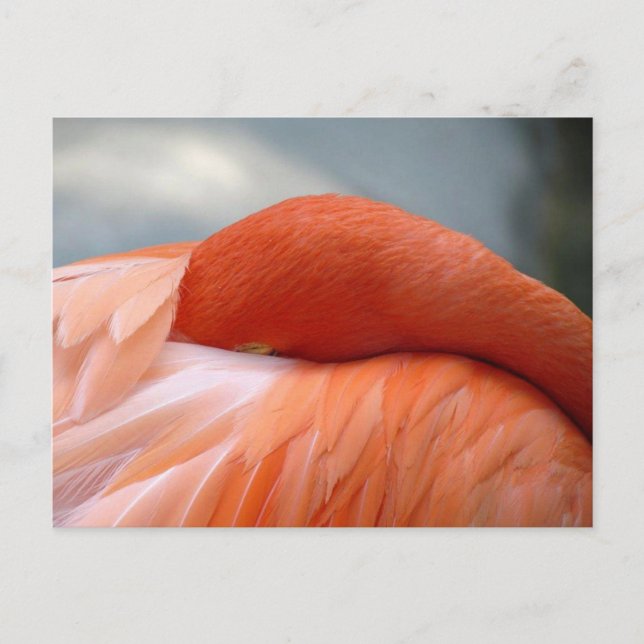 Postal Flamingo Napping (Anverso)