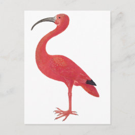 Postal Flamingo - Postcard Bella Artes