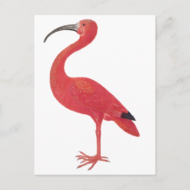 Postal Flamingo - Postcard Bella Artes (Anverso)