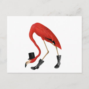 Postal flamingo rojo en el gorra