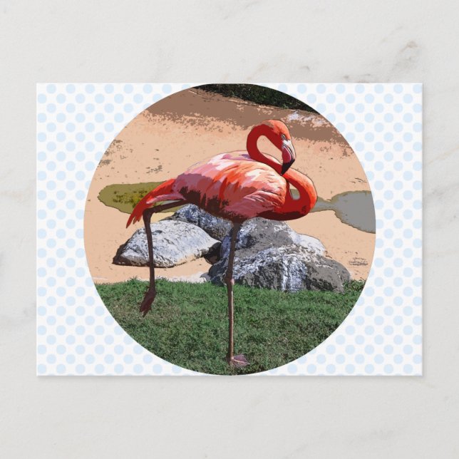Postal Flamingo rosa (Anverso)