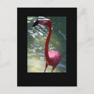 Postal flamingo rosa