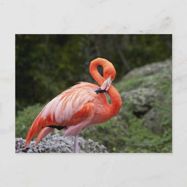 Postal Flamingo rosa (Anverso)