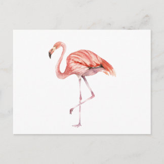 Postal Flamingo rosa