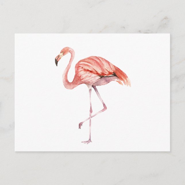 Postal Flamingo rosa (Anverso)