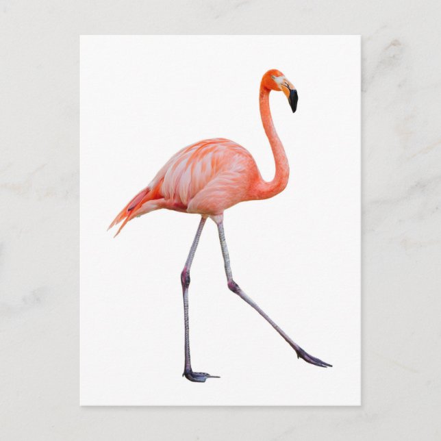 Postal Flamingo rosa (Anverso)
