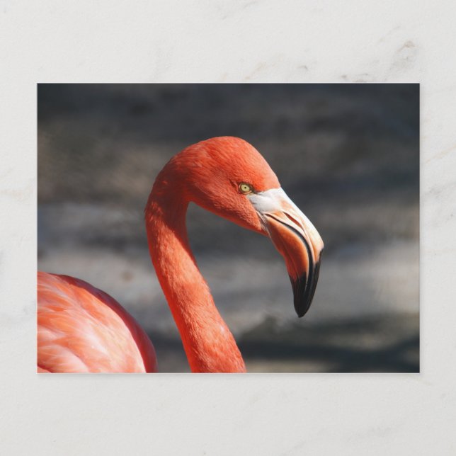 Postal Flamingo rosa (Anverso)