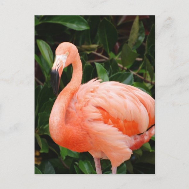 Postal Flamingo Rosa (Anverso)