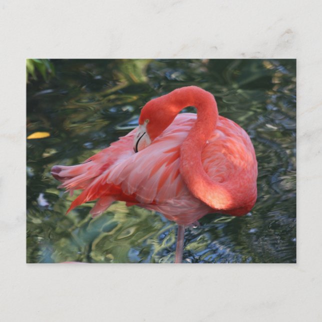 Postal Flamingo Rosa (Anverso)