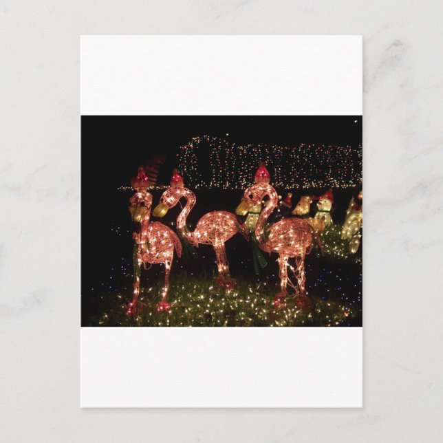 Postal Flamingo rosa (Anverso)