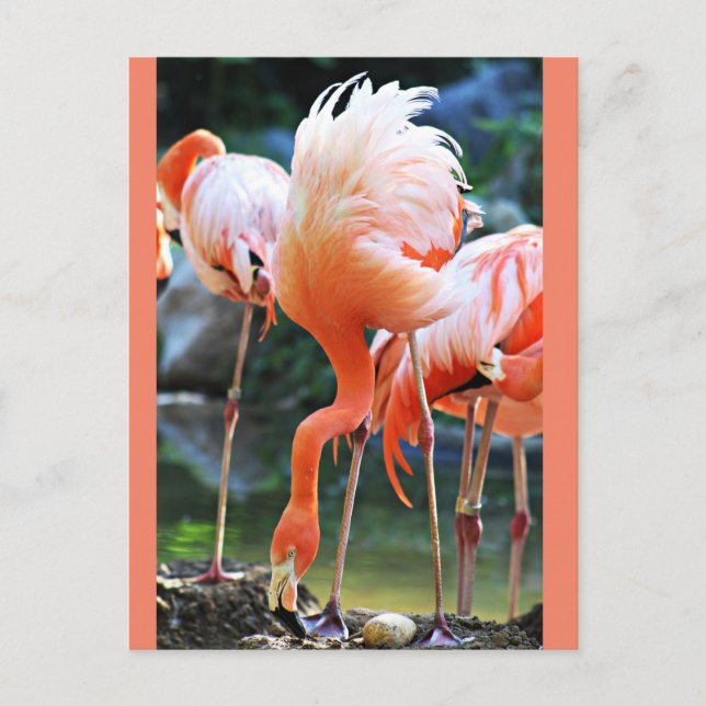 Postal Flamingo Rosa (Anverso)