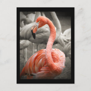 Postal Flamingo rosa