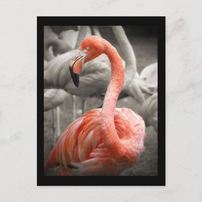 Postal Flamingo rosa (Anverso)