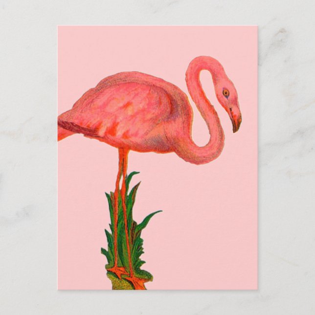 Postal Flamingo rosa (Anverso)
