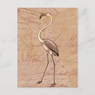 Postal Flamingo rosa