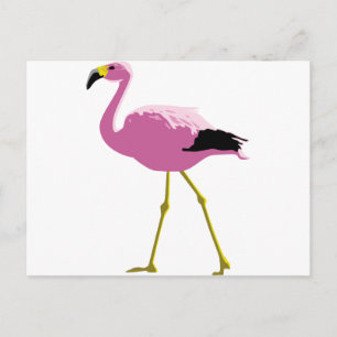 Postal Flamingo rosa