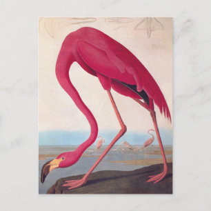 Postal Flamingo rosa americano Audubon