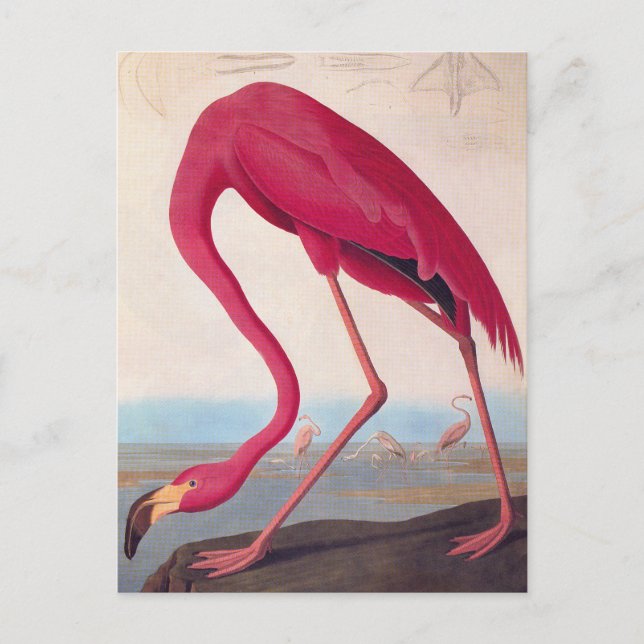 Postal Flamingo rosa americano Audubon (Anverso)