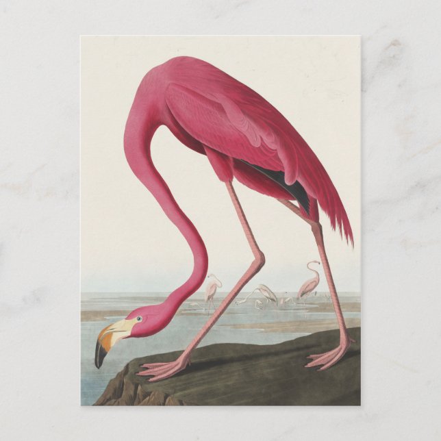 Postal Flamingo rosa de Birds of America (Anverso)
