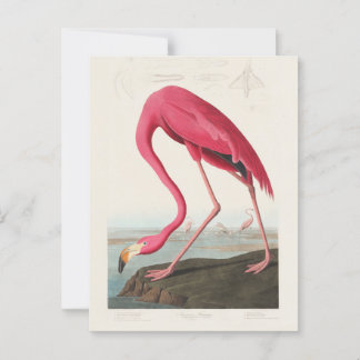 Postal Flamingo rosa por John Audubon